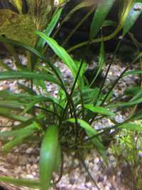 Kryptokoryna roslina do akwarium