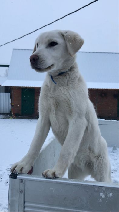 Віддамо у добрі руки, лабрадор-ретривер