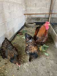 Ovos galinhas wyandotte dourada