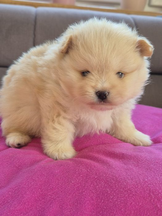 Szpic miniaturowy - odbior 1 GRUDZIEŃ