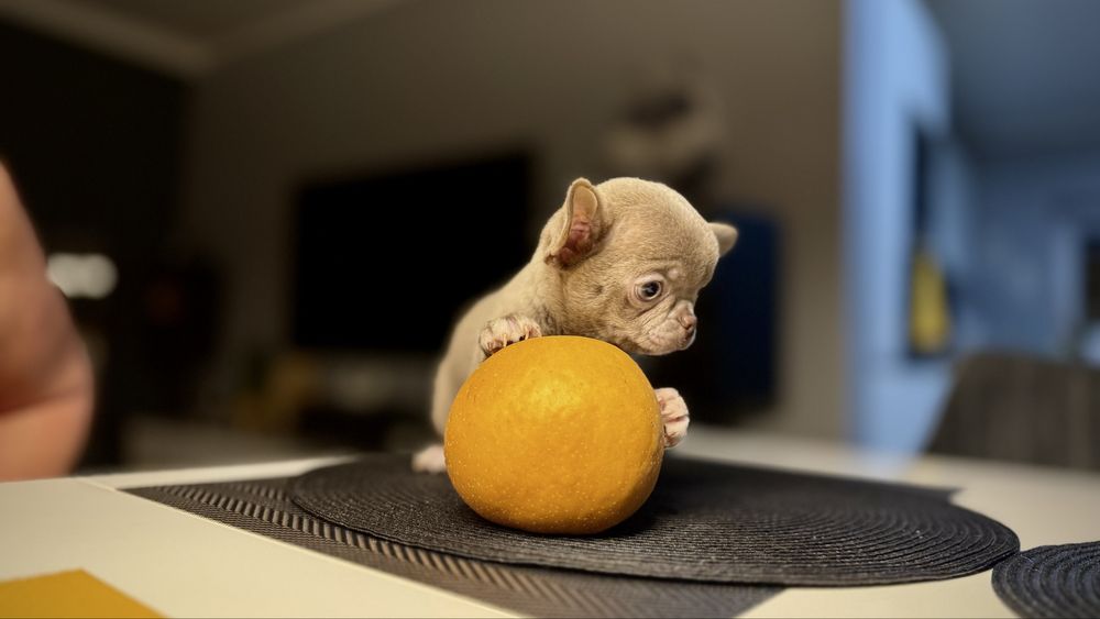 LILIOWY przepiękny piesek chihuahua XXS