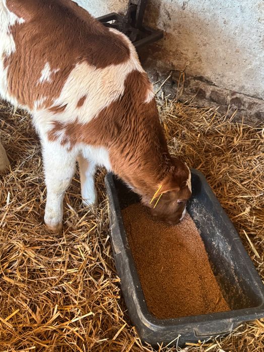 Cielaki krzyżówki 10szt pobierają paszę biała strefa