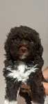 Pies Lagotto Romagnolo ZKwP FCI
