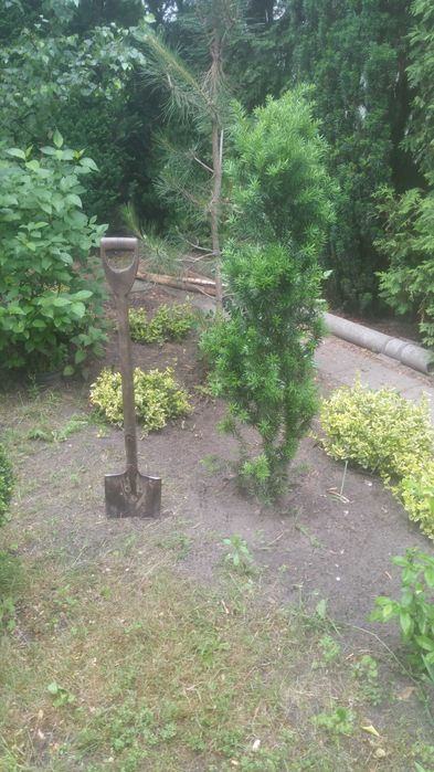 Cisy różnej wielkości