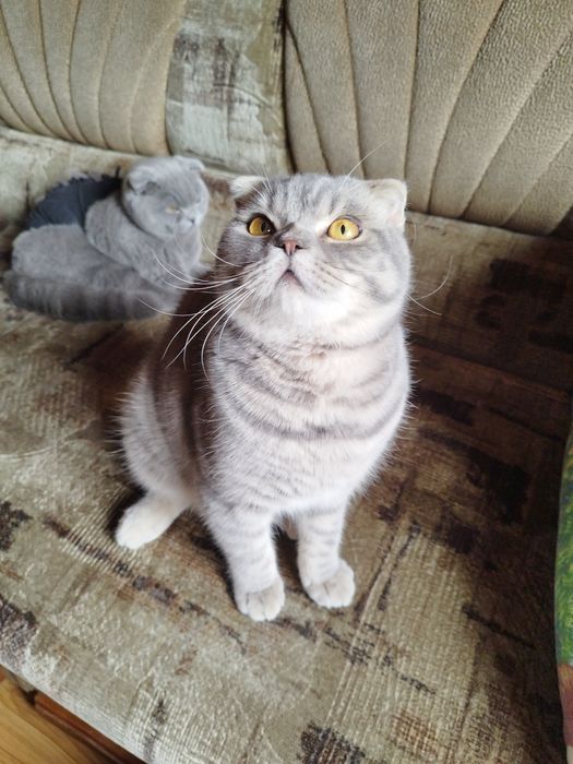 Шотландський кіт для в'язки