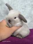 Karzełek baranek syjamski, królik miniaturka, (nie) mini lop, rasowy