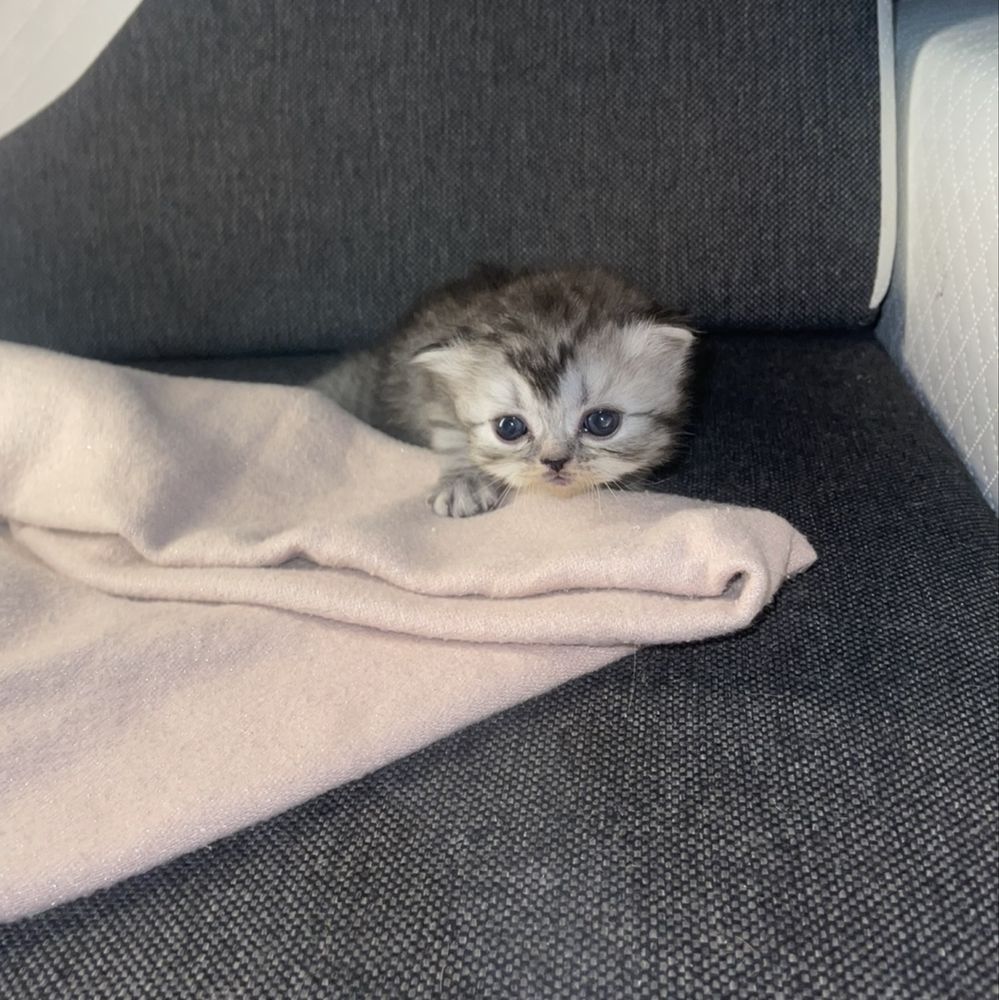 Kot perski samiec pers perskiego persa