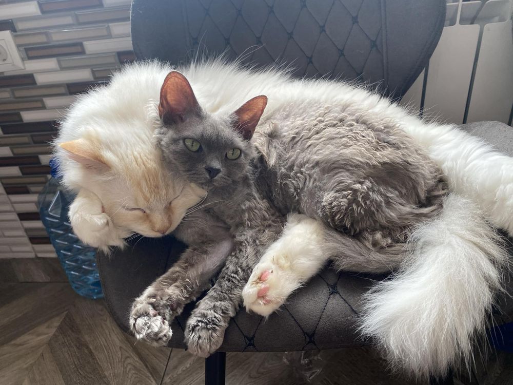 Kot Ragdoll adopcja