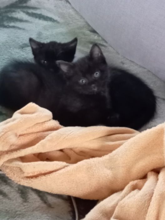 Котята, кошечки, котик в добрые руки