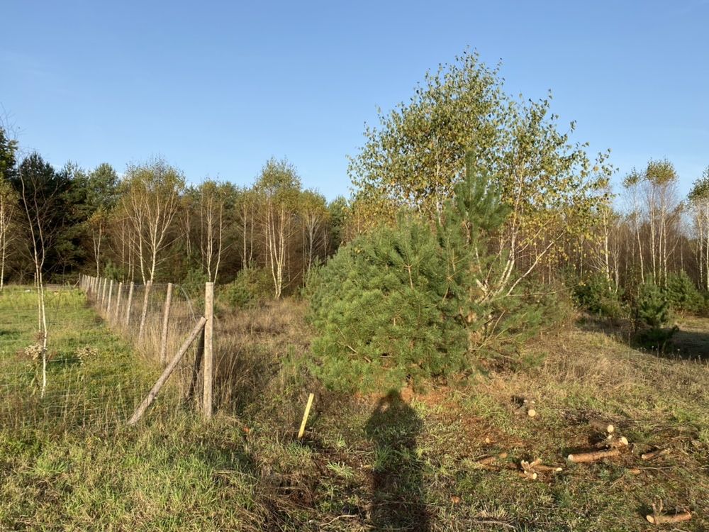 Mulczer leśny mulczowanie karczowanie wycinanie wycinka czyszczenie