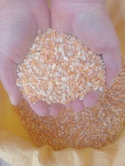 Kukurydza gniecina owies  pszenica jęczmień pszeny