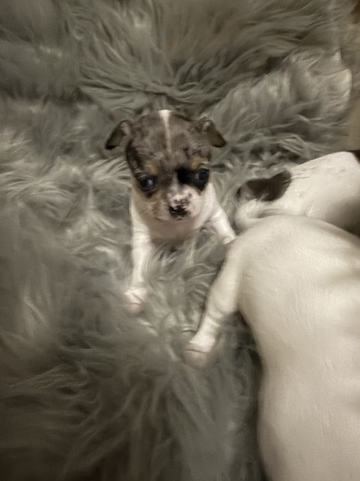 Lindo menino “CHIHUAHUA”
