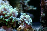 Euphyllia paraancora fluo zielona - koralowce akwaria morskie