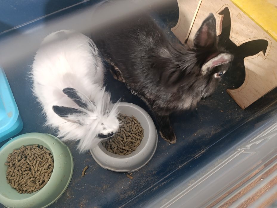 Oddam króliki w dobre ręce (nie na karme ) 
Chmurka (5 letnia ) 
Posia