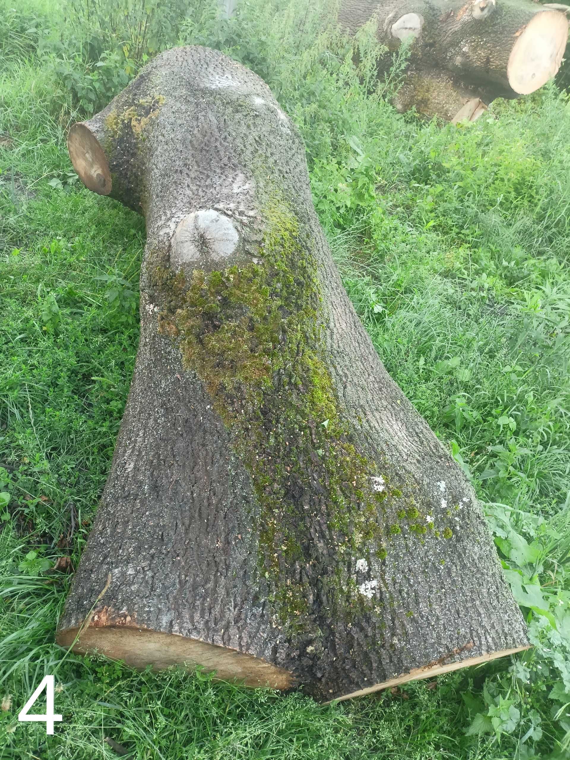 Jesion kłody kloc drewno