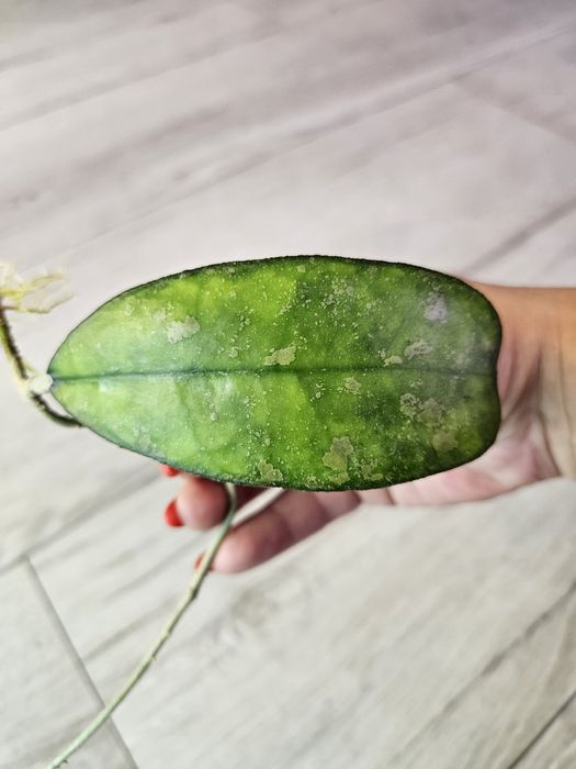 Hoya deykeae sp. Aceh long leaves