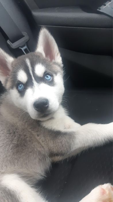 Husky siberianos para adoção