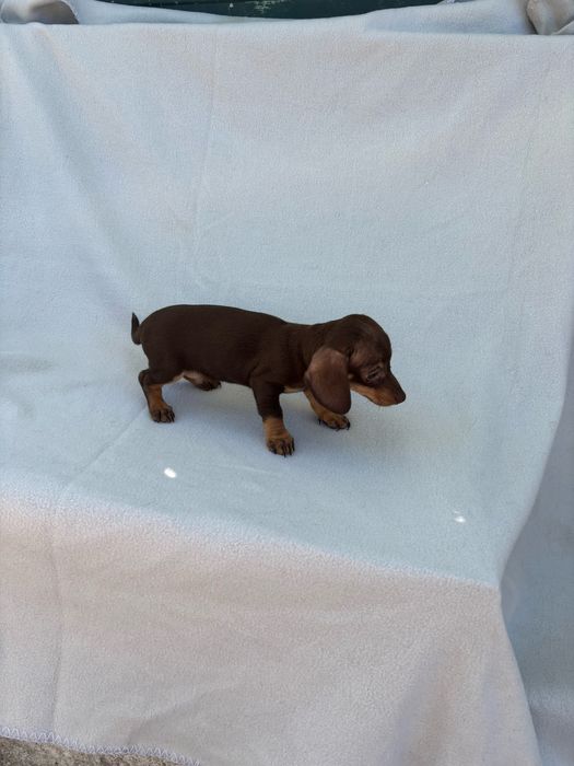 Teckel macho miniatura