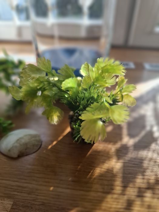 Rośliny do akwarium i niebieskie kamyki