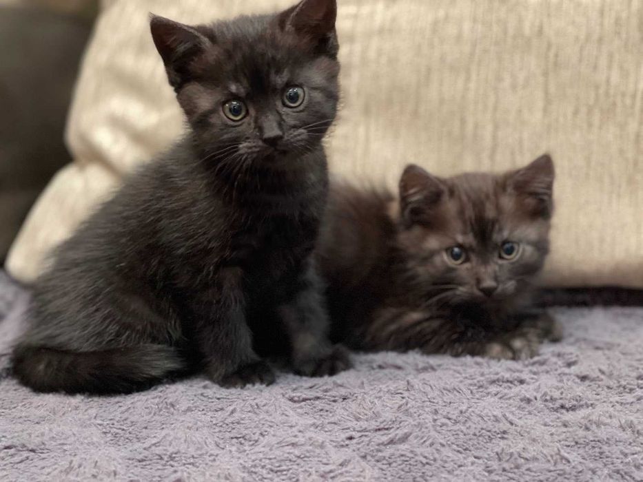 Отдам котенка в добрые руки