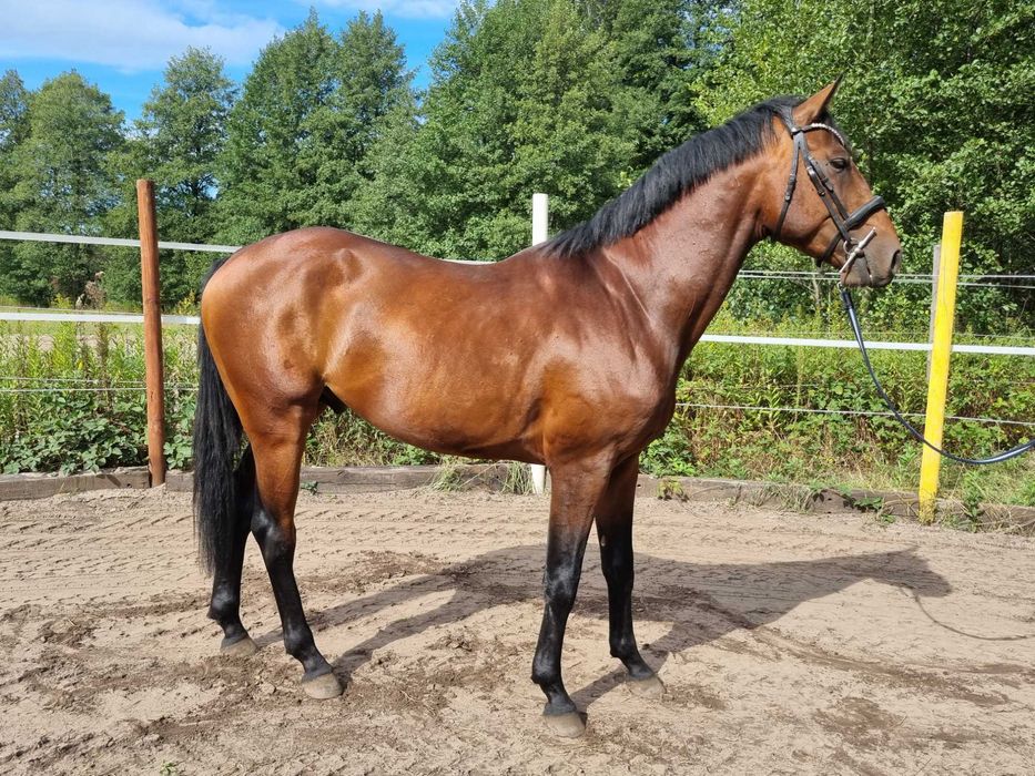 Ogier z linii Chacco-Blue (dobry Tuv)