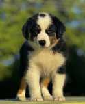 Amerykański owczarek miniaturowy- MAS - Mini Aussie- piesek FCI
