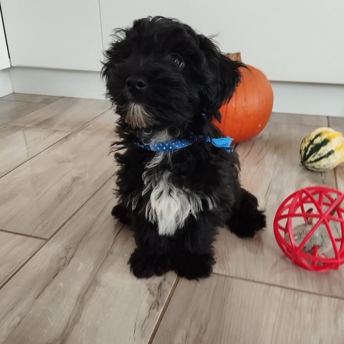 Samczyk Maltipoo F1 z Rodowodem