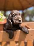 Śliczna suczka Cocker spaniel angielski z rodowodem