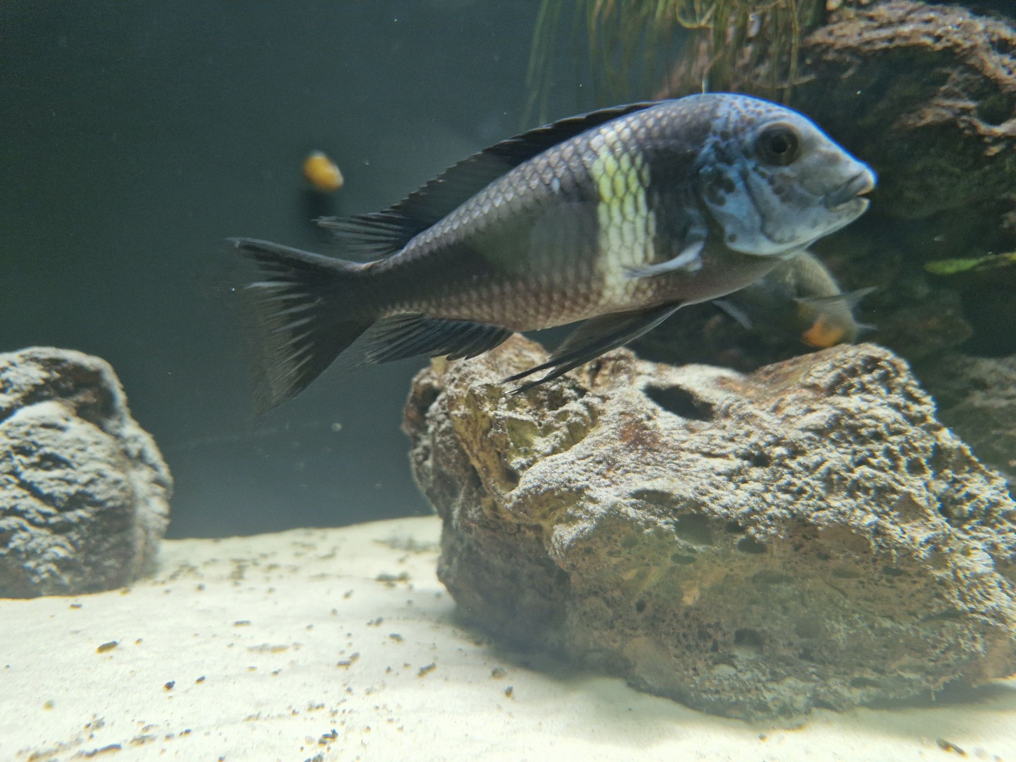 Tropheus Duboisi Maswa 5szt