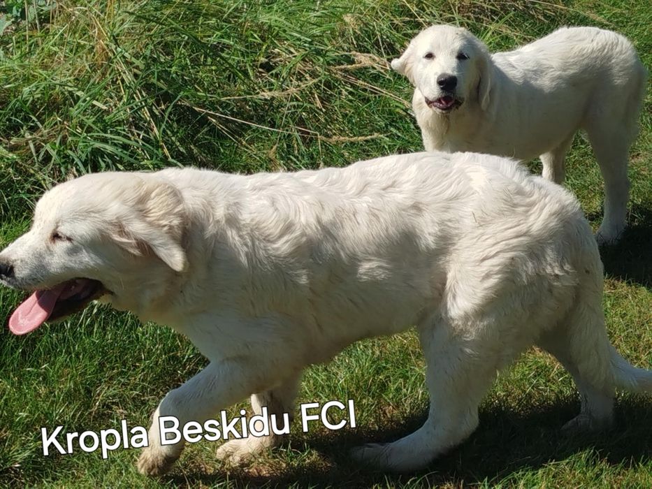 Polski Owczarek Podhalański FCI