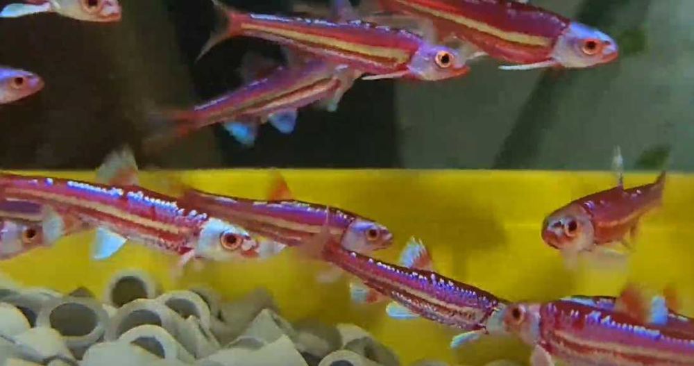 Peixe Arco iris \ notropis chrosomus - AGUA FRIA