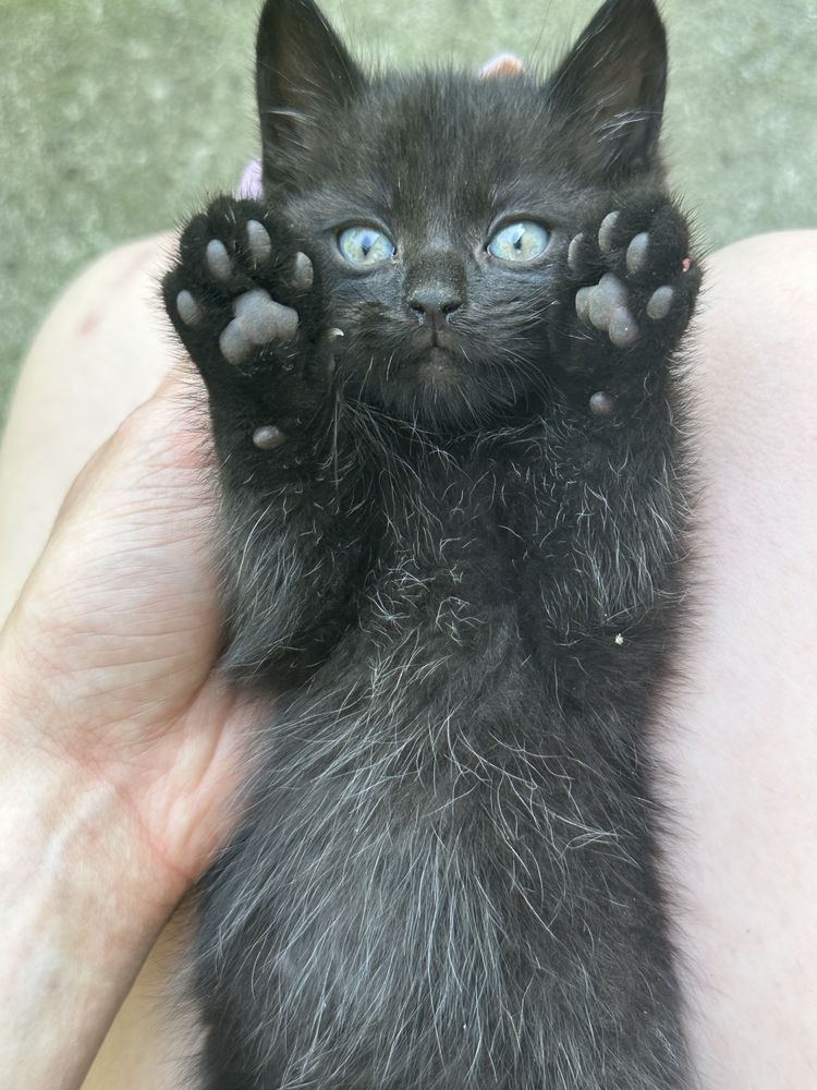Кошенята безкоштовно