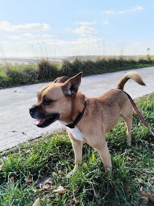 Berni szuka domu w którym będzie mógł wesoło merdać ogonkiem...