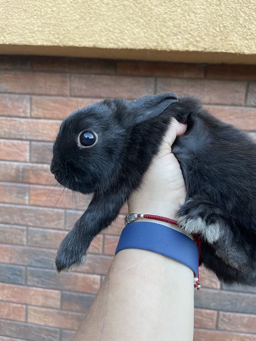 Карликовий міні кролик