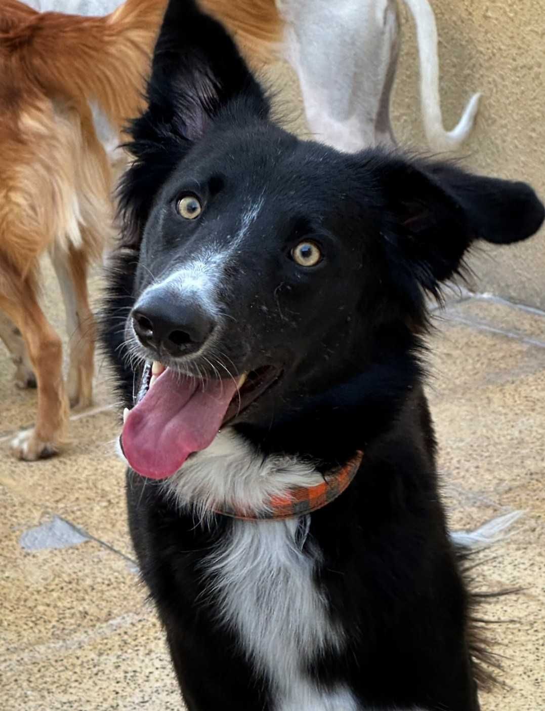 Pełen energii Lucas, mieszanie border collie