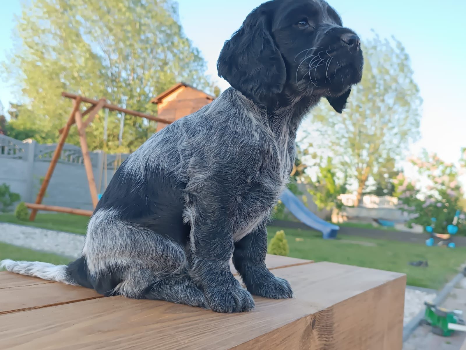 Cocker Spaniel Angielski Dziewczynka