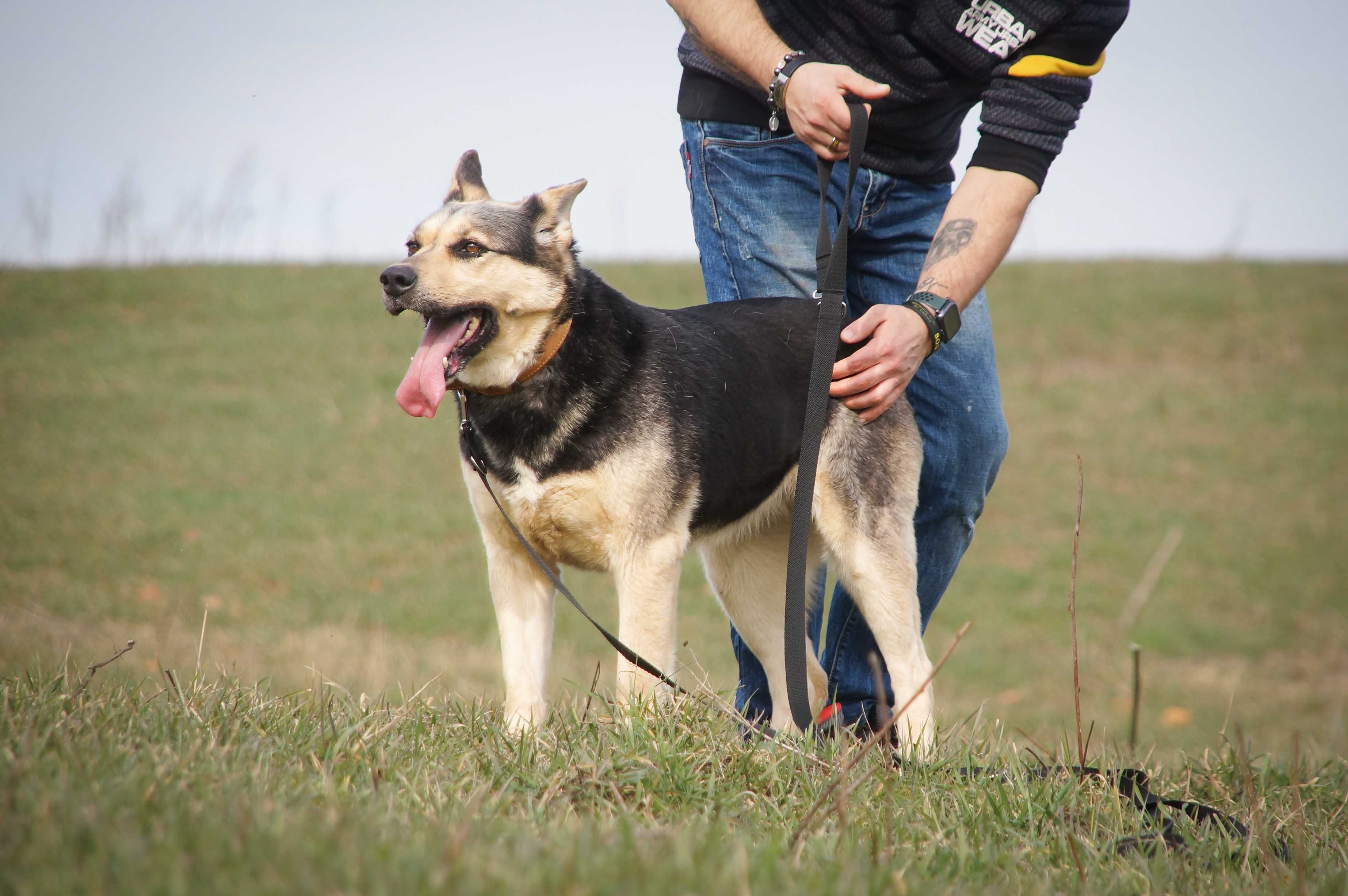 Koksa- młoda, spokojna sunia w typie owczarka poleca się do adopcji.