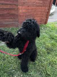 Australian Labradoodle- szczeniak