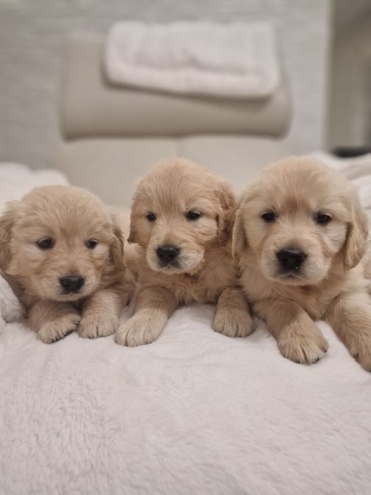 Szczeniak Golden Retriever zkwp fci