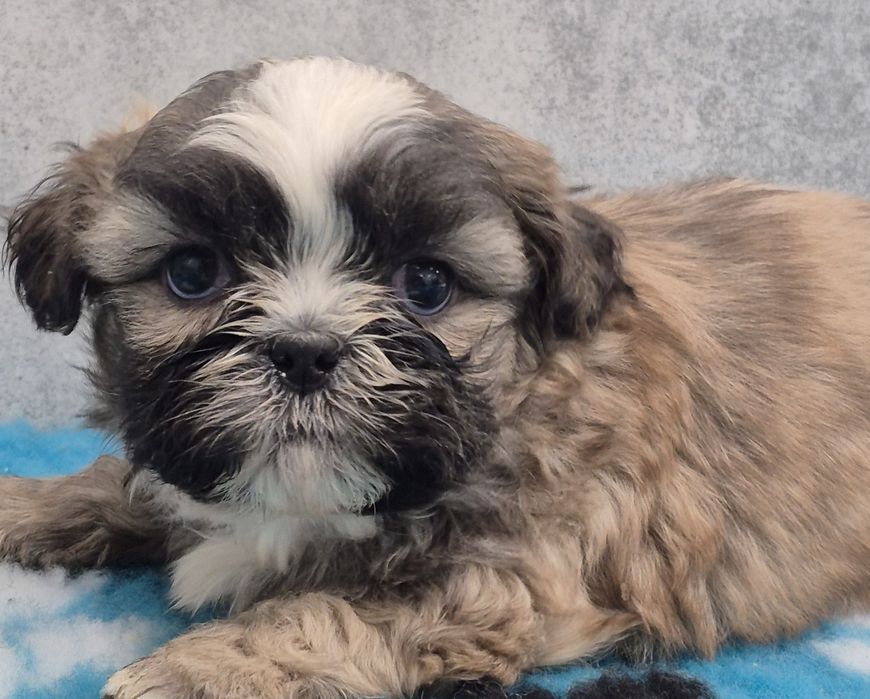 SHIH TZU śliczny piesek do rezerwacji