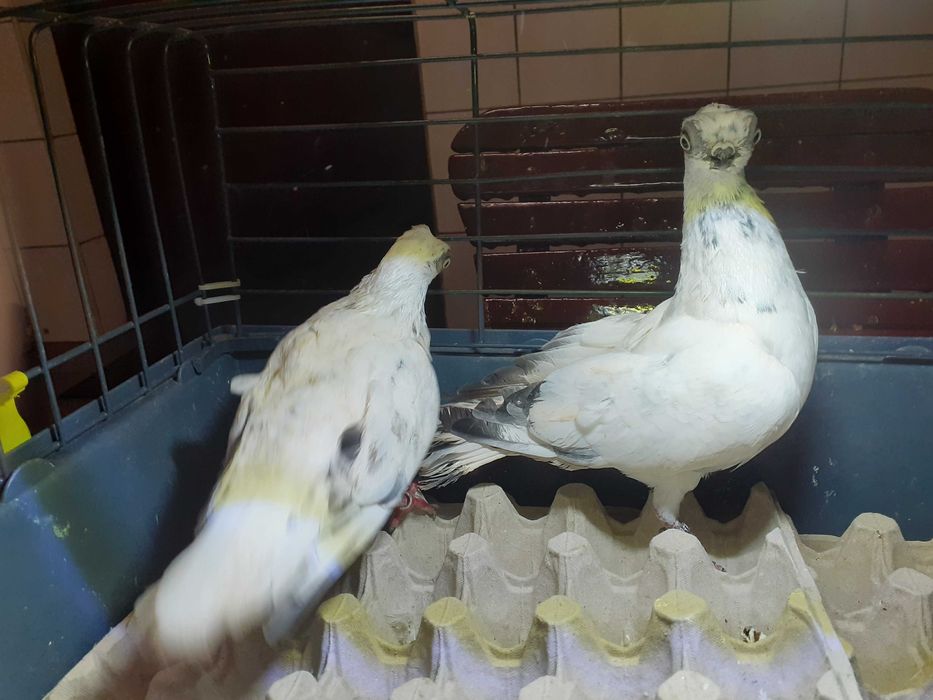 Gołębie Winery Szeki