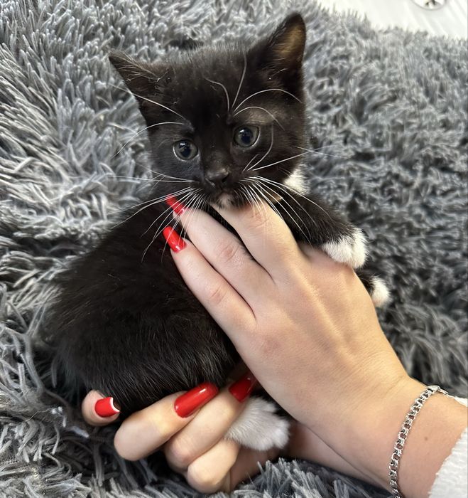 Чорний котик у білих чобітках. Кошенята в добрі руки Біла Церква