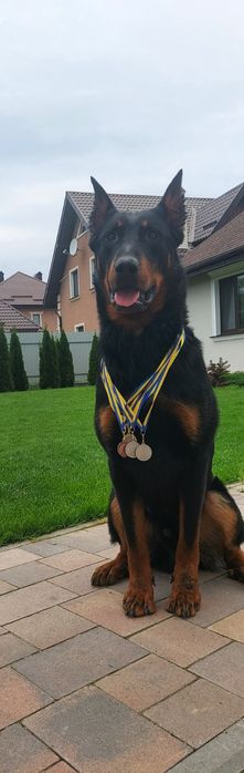 Цуценята Босерона від чемпіонів України, питомник