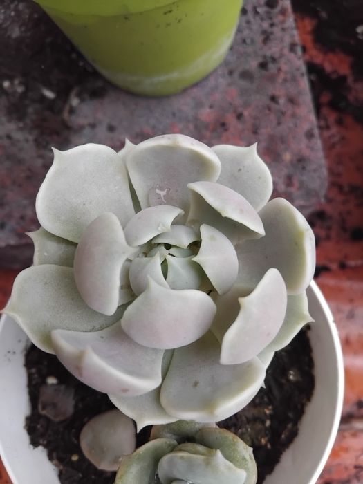 Сукуленти, ехеверія