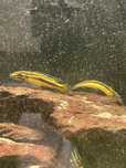 sprzedam julidochromis 10-12 cm