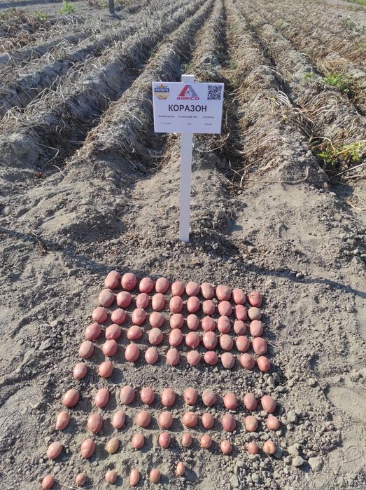 Картопля ревєра  насінєва насінка є 7 сортів насінева