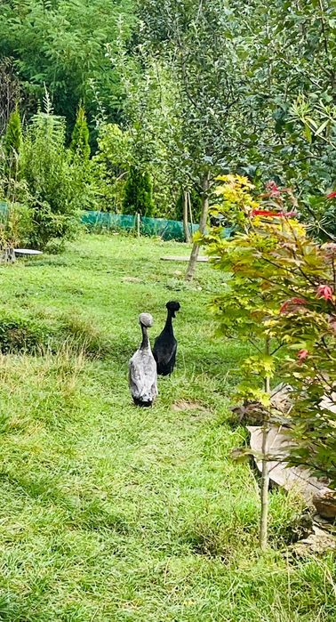 Kaczory BIEGUS INDYJSKI  czystej rasy z czubkiem