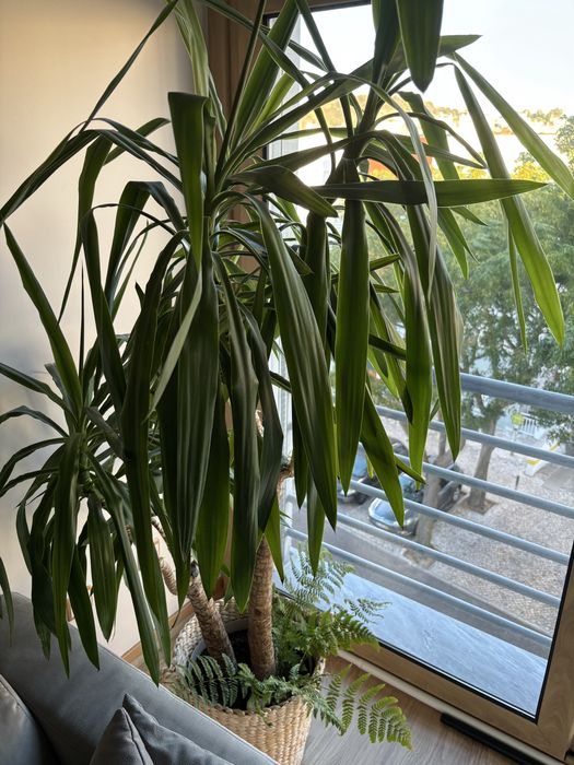 Planta de sala alta