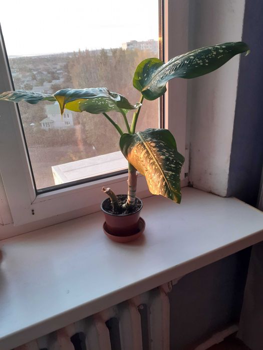 Диффенбахия цветок