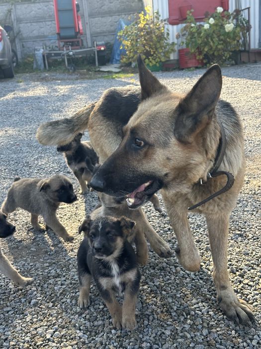 Щенки від німецької вівчарки